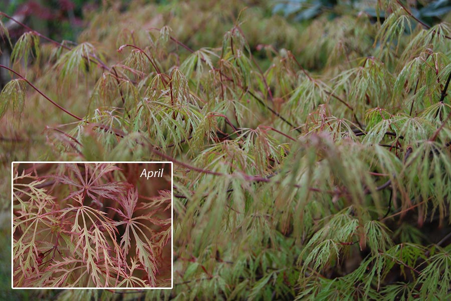 Baldsmith Laceleaf Japanese Maple | Siebenthaler's
