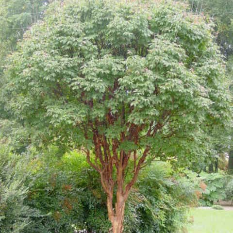 Paperbark Maple Tree For Sale Near Me