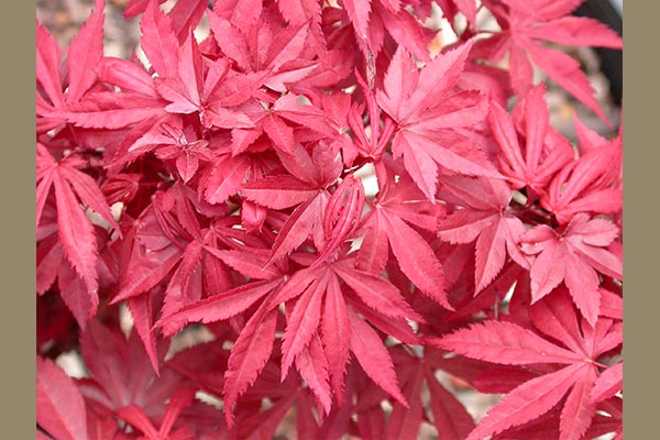 Skeeter's Broom Japanese Maple | Siebenthaler's