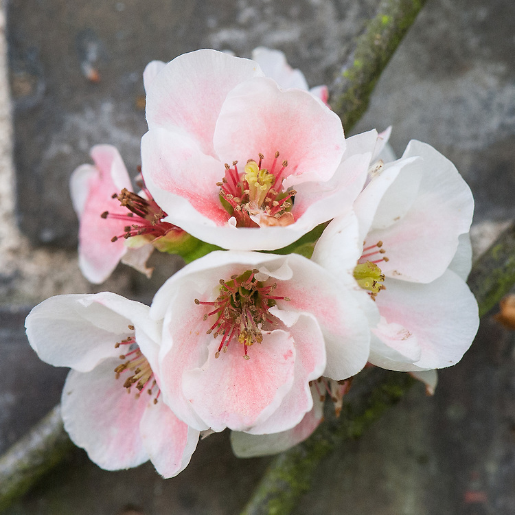 Apple Blossom Flowering Quince Siebenthaler's