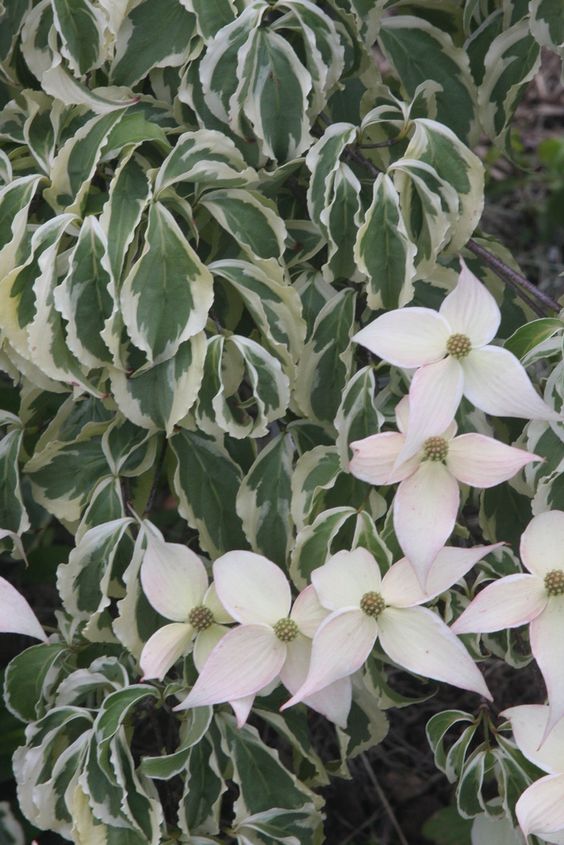 Variegated Weeping Chinese Dogwood | Siebenthaler's