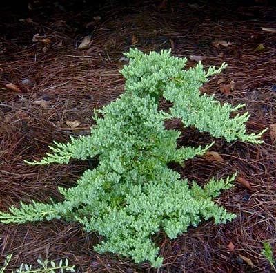 dwarf juniper s dwarf juniper s