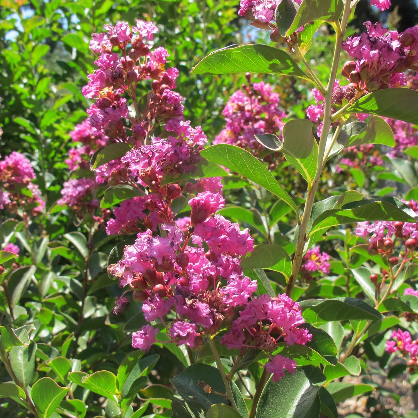Zuni Crapemyrtle Siebenthaler S