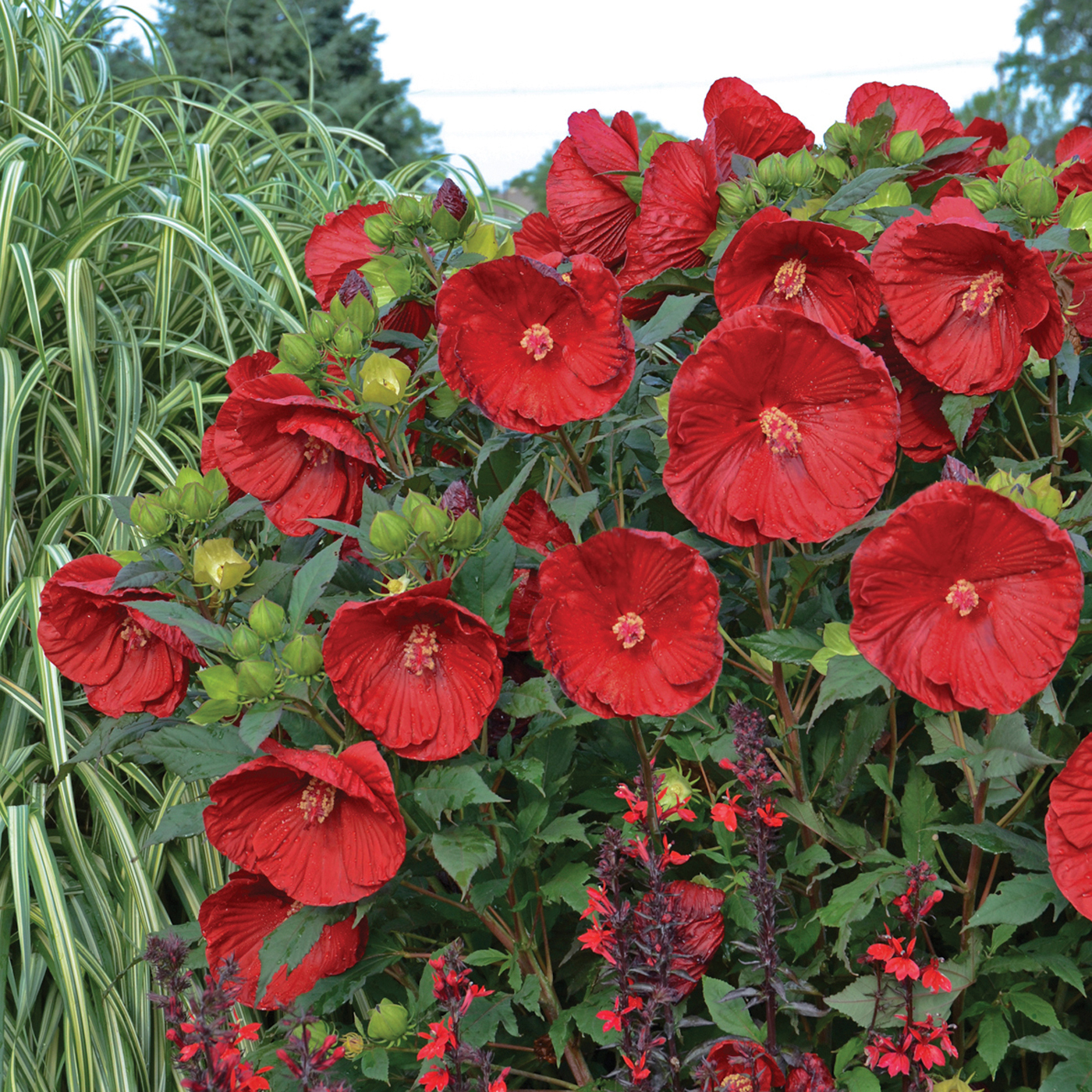 Cranberry Crush Hardy Hibiscus Siebenthaler�s