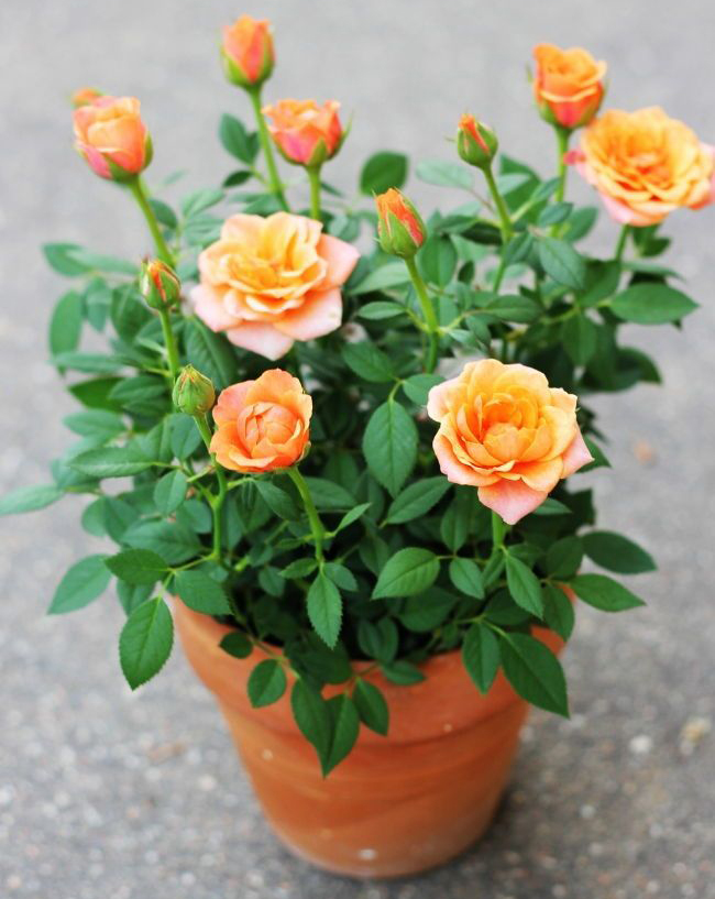 Miniature roses cheap