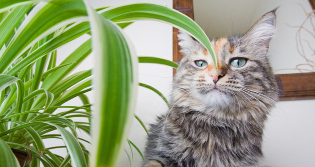 Toxic Houseplants