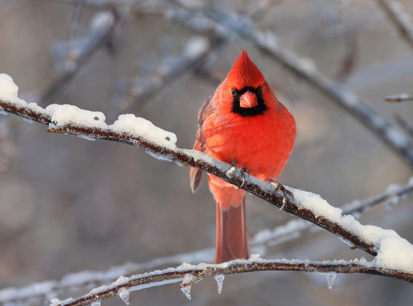 Cardinal in Winter