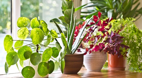 Pot plants display on the window