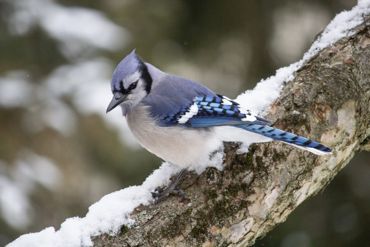 thumbnail_BlueJay02