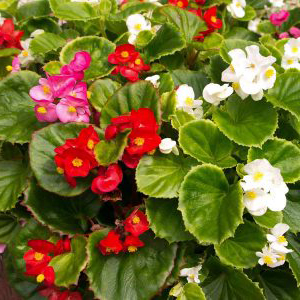 Fibrous Begonia