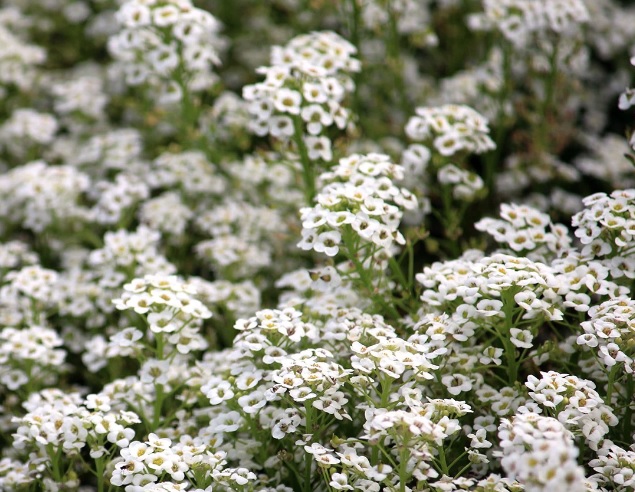 Sweet Alyssum