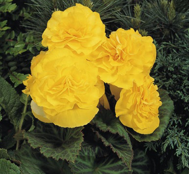 Tuberous Begonia2