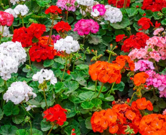 geraniums