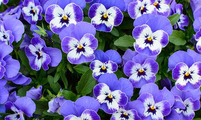 Natural floral background of purple pansy flowers