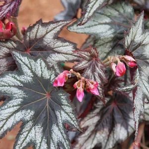 rhizomatous-begonia-brother-montgomery-300x300