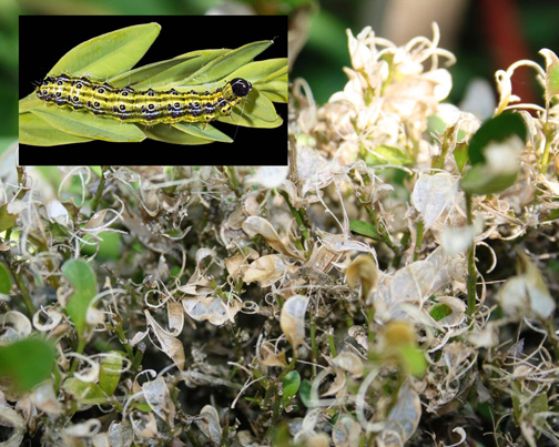 Box_Tree_Moth