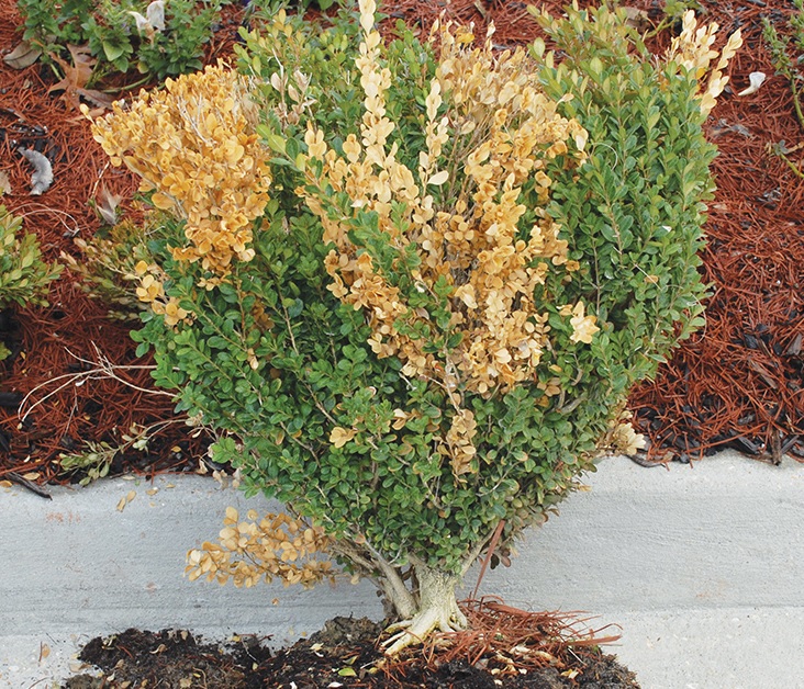 Boxwood Dieback