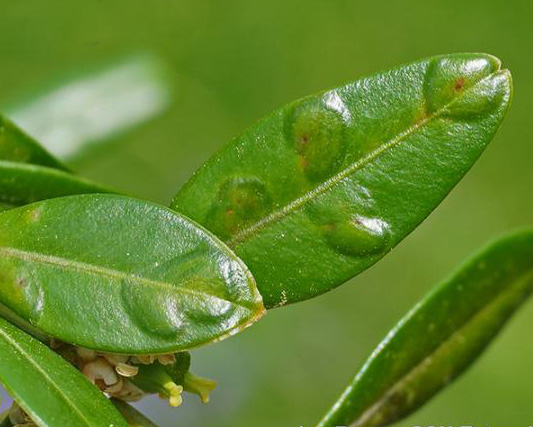 Boxwood Leafminer