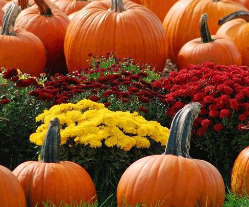 Pumpkins and Mums 2-Rev