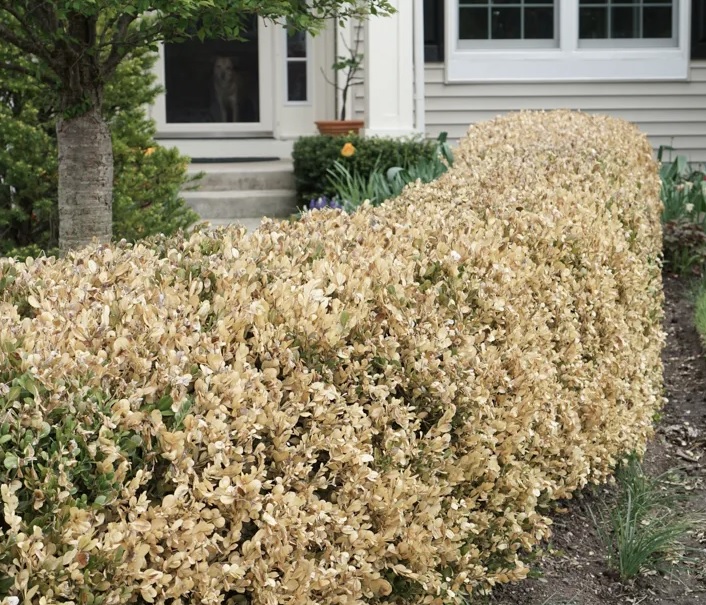 Winter Damage