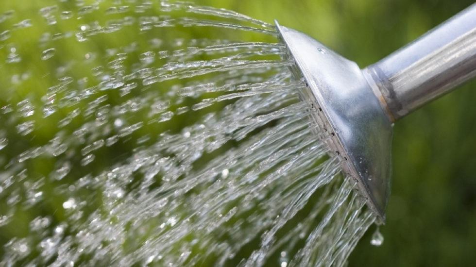 wateringleadv1-490x275_2x